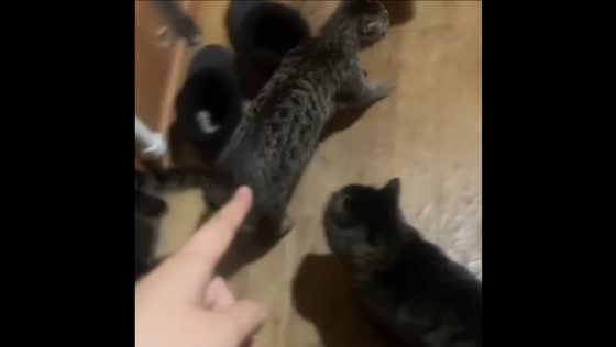 Playful chase between two cats turns into sudden scuffle in Karaganda, Kazakhstan