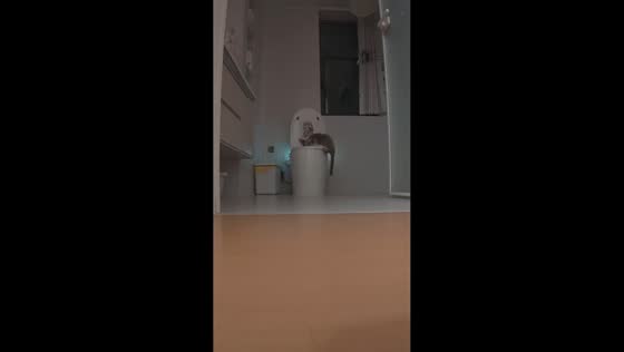 Cat opens toilet lid to drink water in Heilongjiang, China