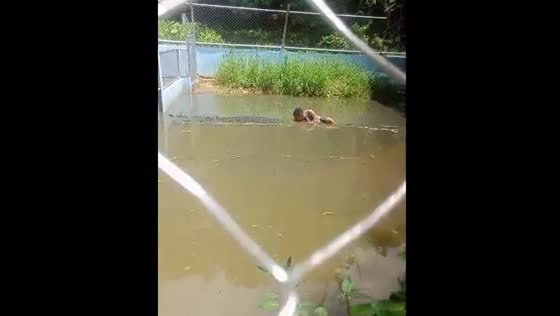 Man bitten by crocodile after entering enclosure in Zamboanga Sibugay