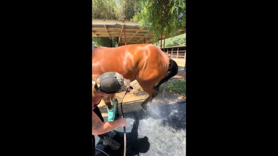 San Diego horse hilariously stomps while being washed