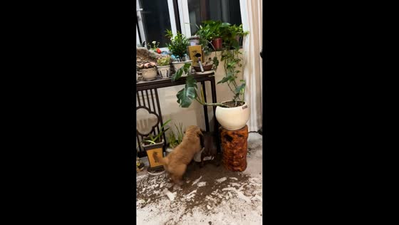 Mischievous dogs dig up flower pots, scattering soil across the floor in Jiangsu, China