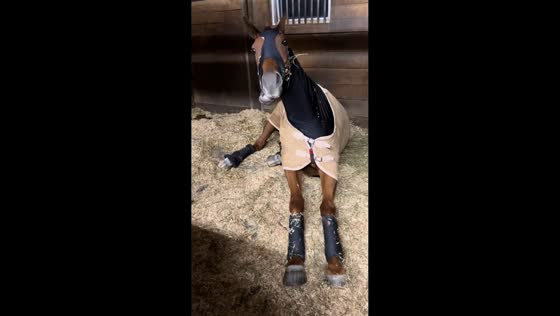 Horse makes funny noises in New York, USA