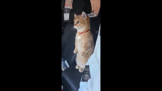 Curious cat stands to look out while riding in Zhejiang, China