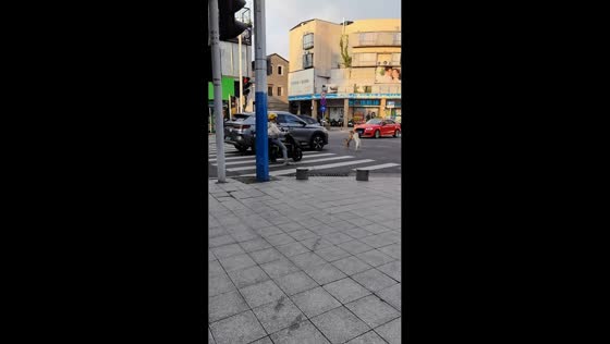 Two dogs scuffle in middle of busy intersection as traffic waits in Guangdong, China
