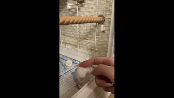 Parrot gives different reactions to two people in Zhejiang, China