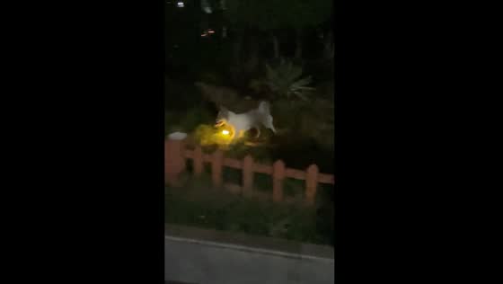 Dog hops like a bunny in Hubei, China