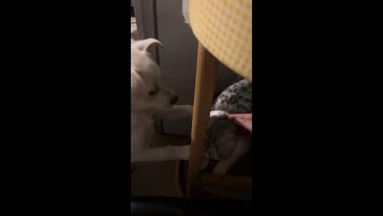 Dog imitates owner by patting cat in cute home moment in Shandong, China