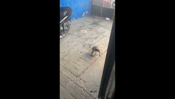 Excited dog spins outside after being let out in Tonalá, Mexico