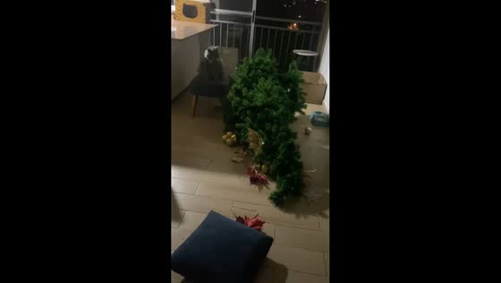 Dog and cat caught after Christmas tree mishap in Medellín, Colombia