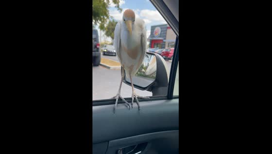 Cattle egret hitching a ride: unfazed passenger perches on car window in Fort Myers