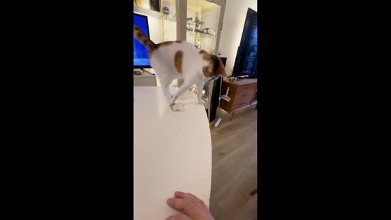 Playful cat knocks objects off table in Guangxi, China