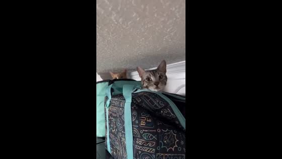 Cats caught lounging on bags above fridge in Knoxville, Tennessee, USA