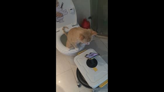 Cat sitting on toilet watching phone in Guangdong, China
