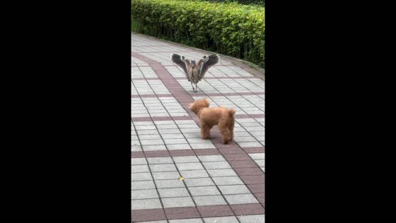 Dog runs from aggressive bird in Taiwan