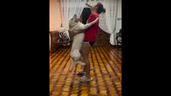 Labrador enjoys a spin in owner's arms in Manila, Philippines