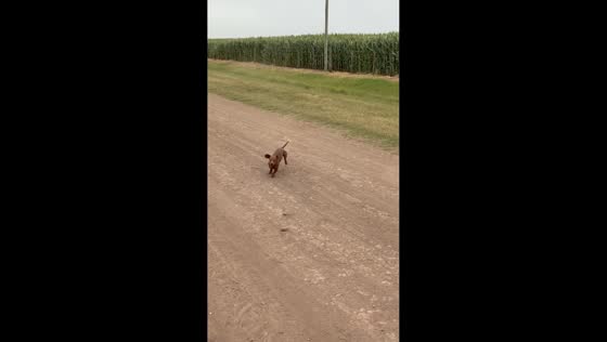 Playful dachshund tumbles and races along rural road in Las Rosas, Argentina