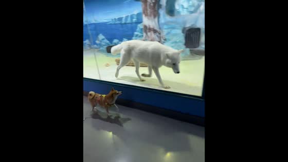 Dog and Arctic wolf playfully follow each other through glass enclosure in Heilongjiang, China