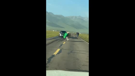 Cow walks down road with garbage bin stuck on its head in Xinjiang, China