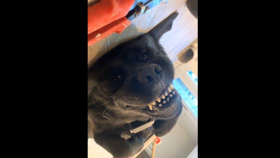 A large black dog lies on its back with a funny expression on its muzzle!