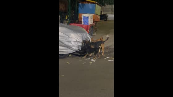 Dogs playfully tear car cover in Bangalore, India