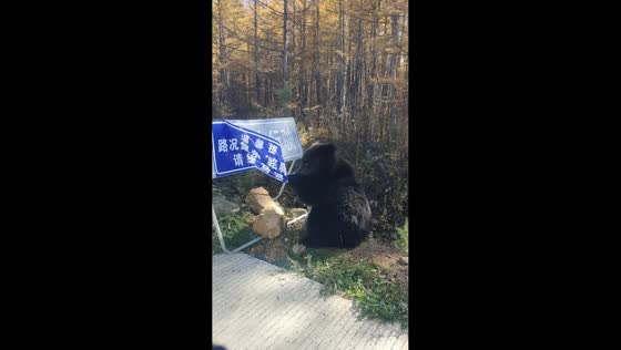 Bear pulls at roadside sign during traffic jam along Highway 331 in Inner Mongolia, China