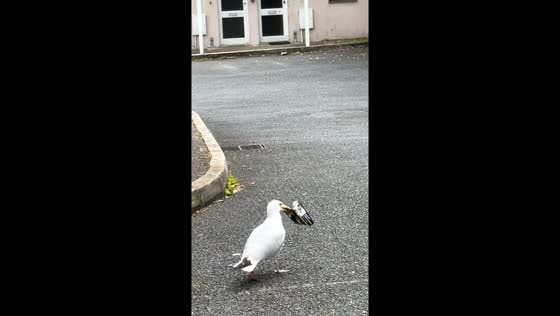 Seagull steals tobacco in Cornwall, England