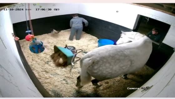 Horse overturns garden cart, making a mess in Lancashire, UK
