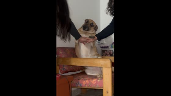 Amputee dog's touching gesture: placing her paw on owners' hands