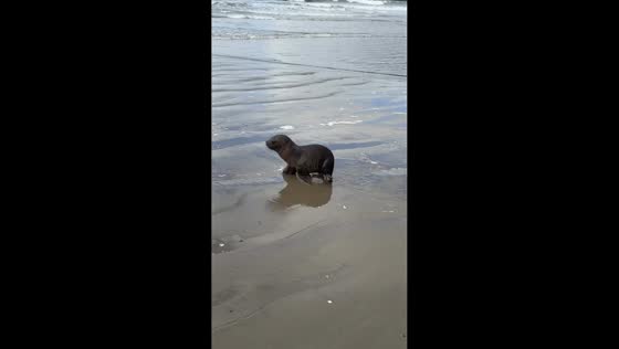 Sea lion pup spotted walking along shore in Ancud, Chiloé, Chile