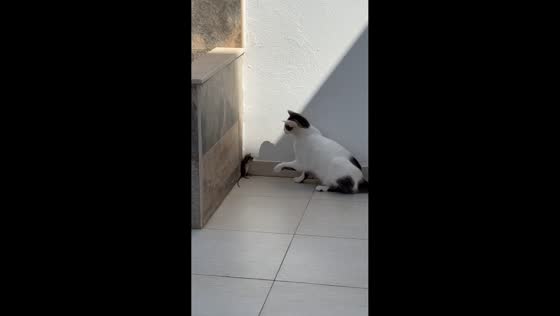 Startled rat jumps as cat corners it in Nabeul, Tunisia