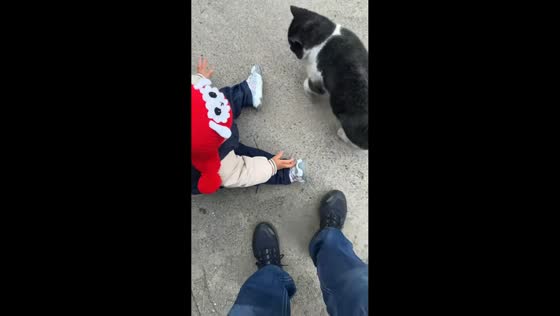 Cat playfully knocks over toddler in Shandong, China