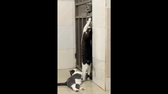 Clever black cat opens door for escape in Guangdong, China