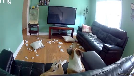 Home security camera captures startled dog during Dunellen, USA earthquake
