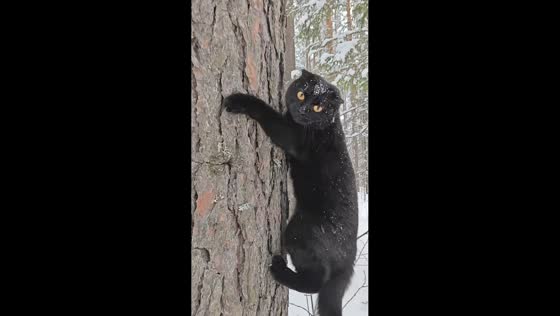 Cat enjoys snowy adventure and climbs trees in Ural, Russia