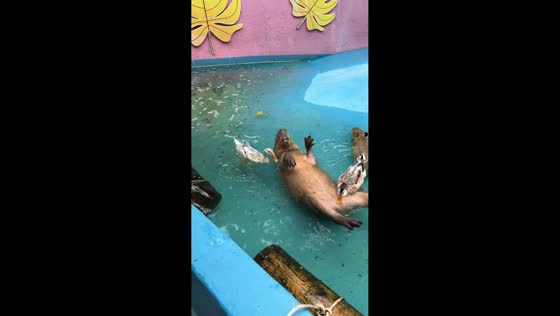 Capybara relaxes on its back as ducks swim nearby in Vietnam