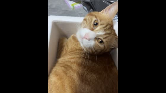 Cat squeezes into styrofoam box in Guangdong, China