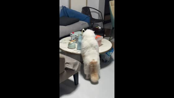 Hungry cat gets caught eating from food bag in Chongqing, China