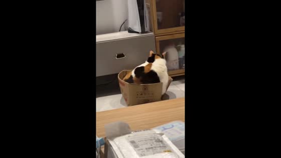 Fluffy cat falls through box and tries to play it cool in Fujian, China