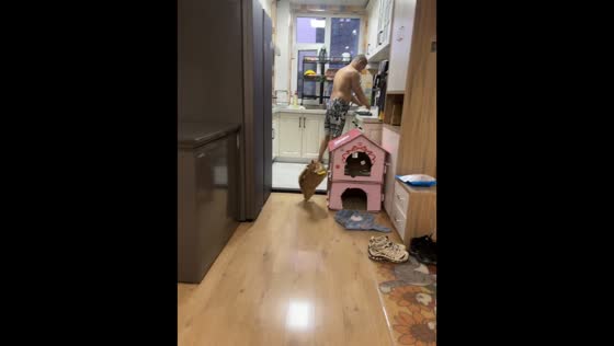 Playful cat accidentally hits man with toy in Jilin, China
