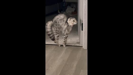Cat reacts defensively to friend’s furry coat in London, England, UK