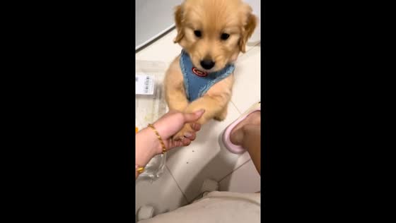Golden retriever shakes hands and suddenly loses balance in Shanghai, China