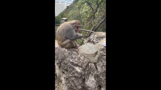 Monkey peels egg at Qianling Mountain, Guizhou, China