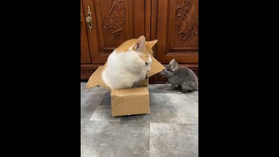 Cat and chinchilla compete for small box in Guizhou, China