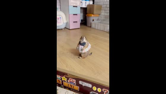Adorable prairie dog responds to owner’s voice in Shanghai, China