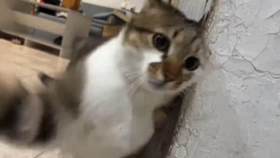 Cat surprises owner with sudden slap in Hebei, China