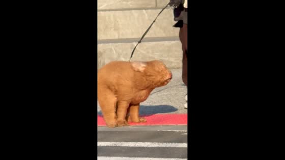 Dog struggles against strong wind during walk in Williamsburg, New York, USA