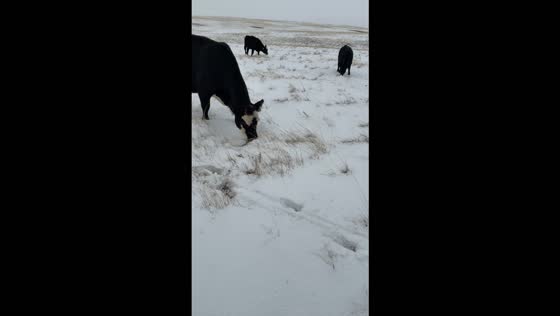 Cattle graze on softened grass after early winter snowfall in Montana, USA