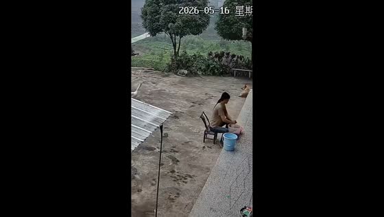 Goose chases dog in front of house in Hunan, China