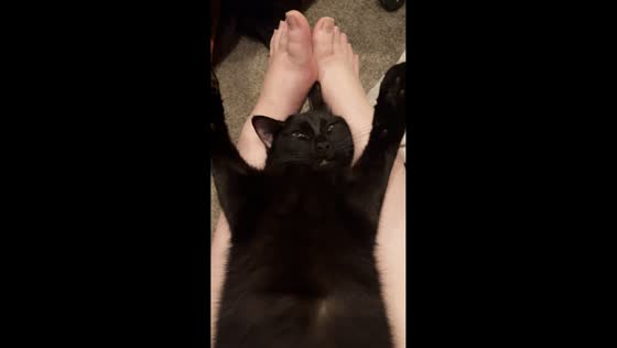 Pet black cat demands massage in Gresham, Oregon, USA