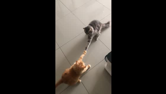 Cats' paws stuck together due to nails